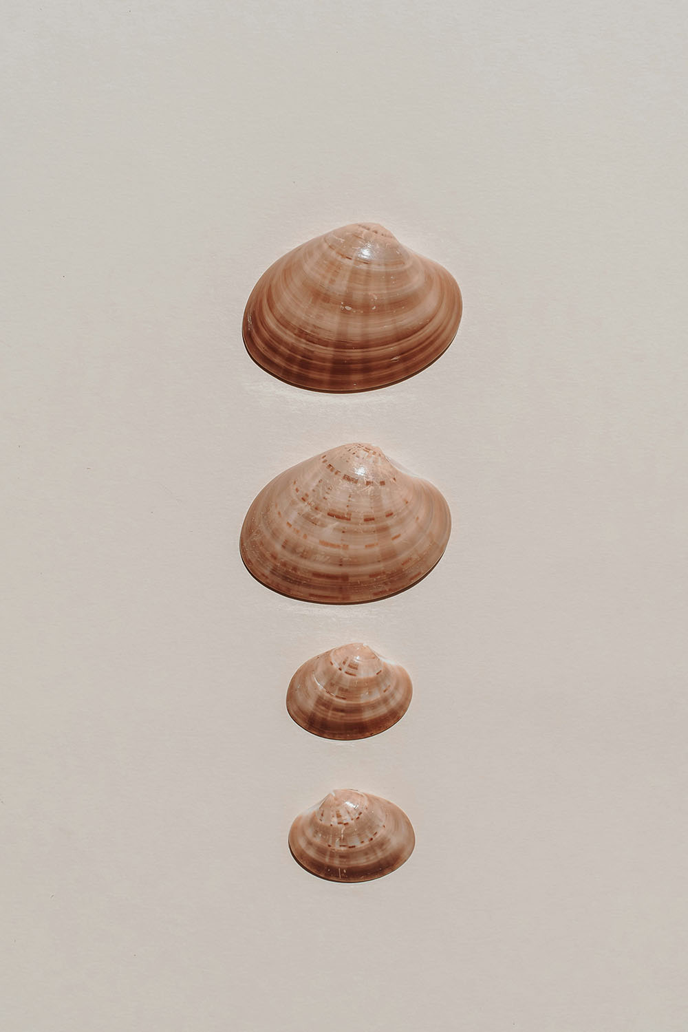 Photo of 4 seashells stacked vertically descending in size